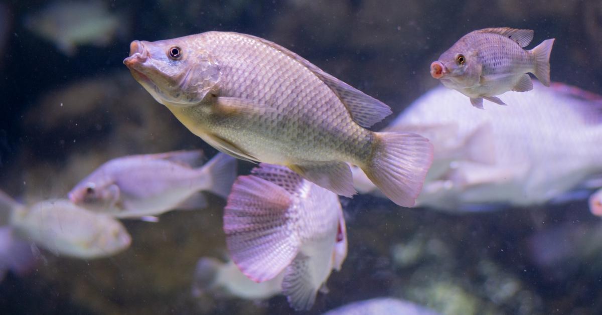 Swimming Tilapia fish