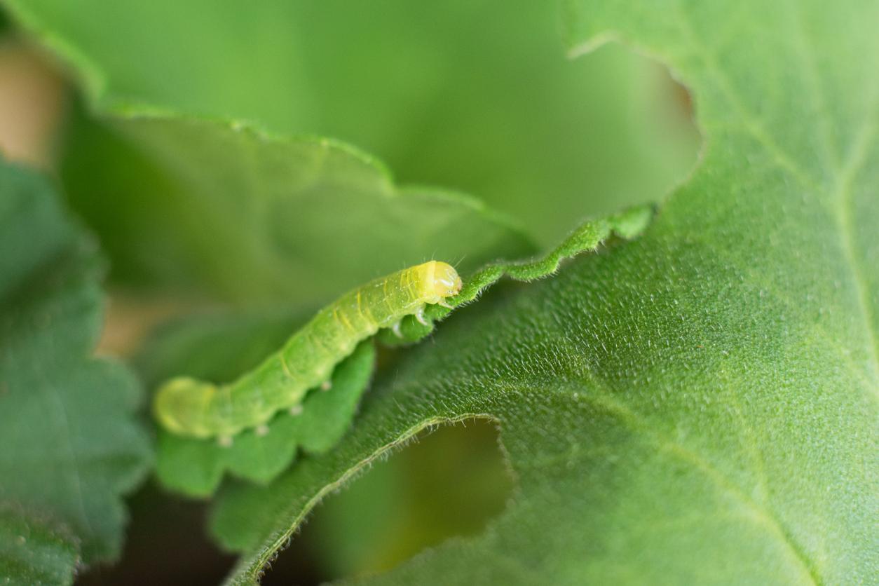 A green caterpillar is pictured crawling on a leaf, which is one stage of the life cycle for moths and butterflies.