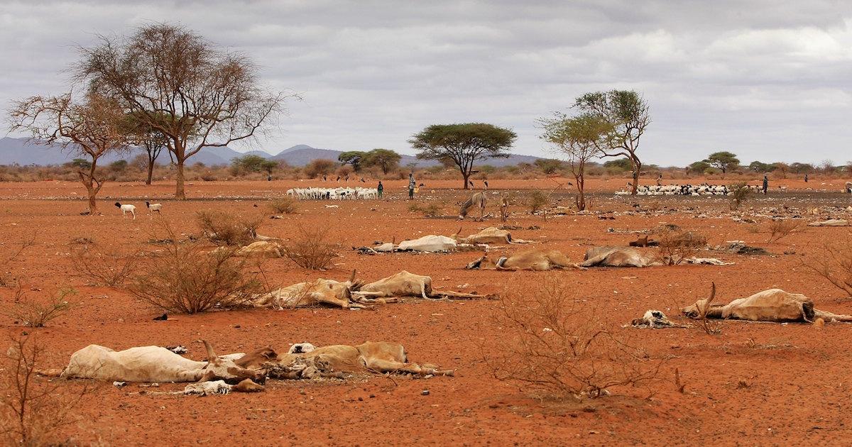 Animals killed during drought