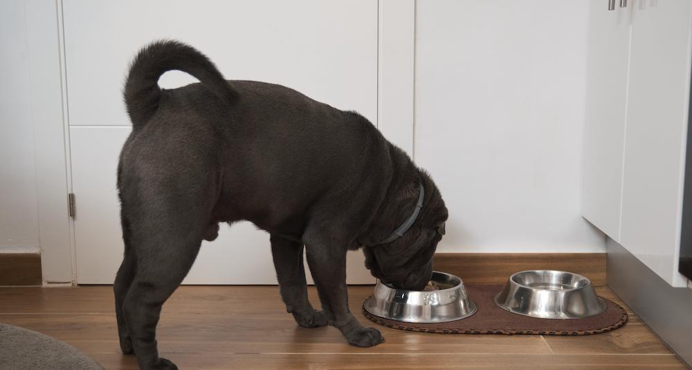 Why Isn't My Dog Eating? There May Be a Few Reasons