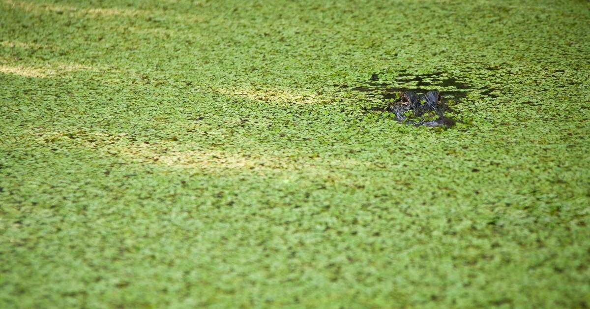 Alligator lurks in a bog