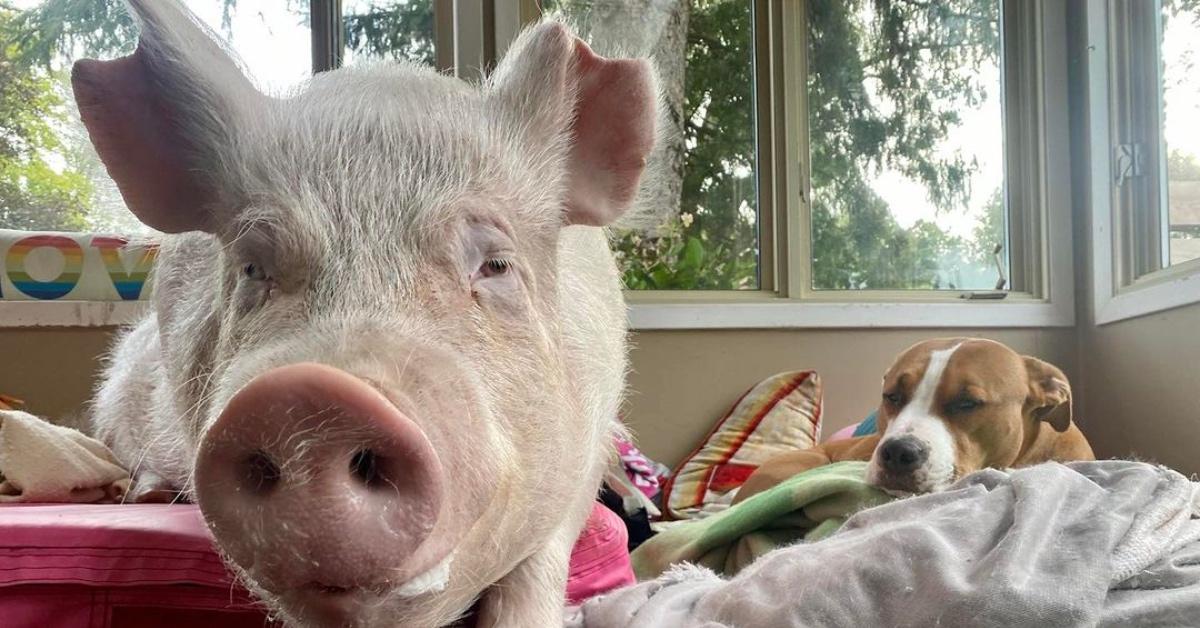 Esther the Wonder Pig Has Died at Age 11 — Details Here