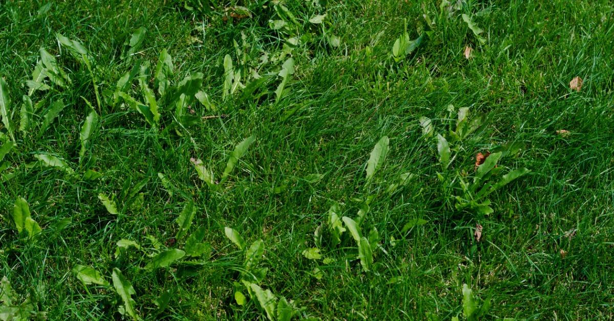 natural ways to kill weeds in grass