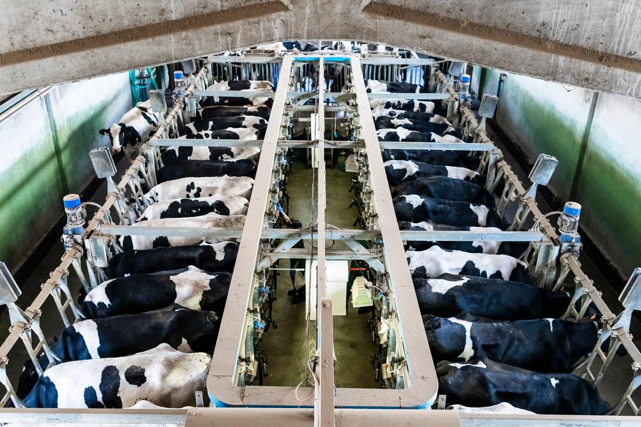 An industrial dairy farming operation is pictured, where cows are confined to limited space with no room for movement.