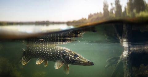 Environmental Factors of Freshwater Biomes