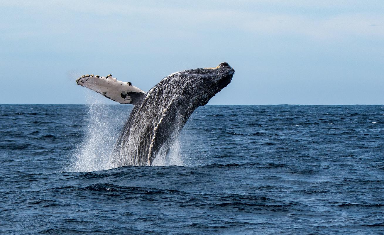 humpback whale