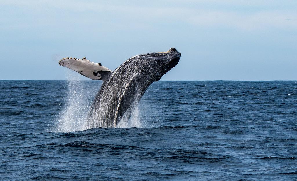 WSA Humpback Whale Recovery Provides Hope For Marine Conservation