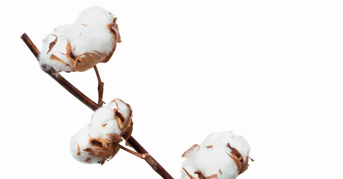 What is Natural Cotton?