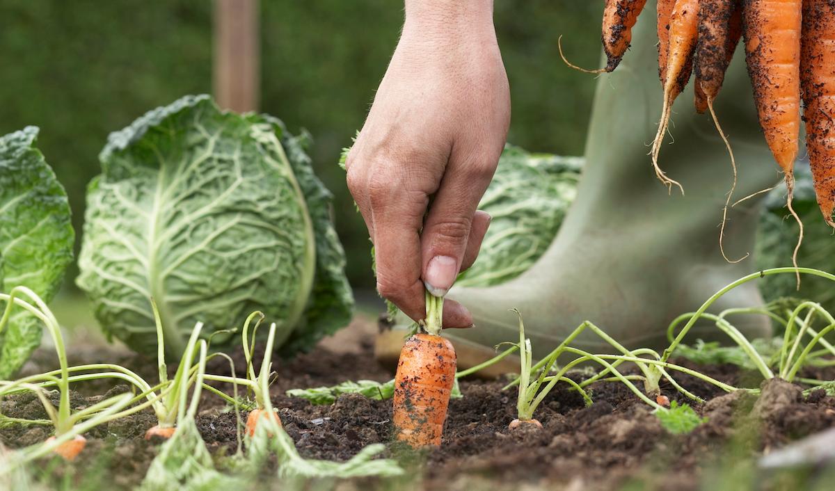 will cicadas eat my vegetable garden