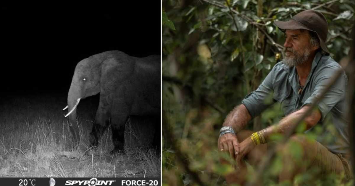 (L) 'Ghost' elephant spotted on the highlands of Angola; (R) Conservationist who searched for the elusive animal. (Cover Image Source: Instagram | @drsteveboyes)
