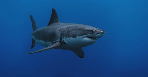 A great white shark as seen underwater