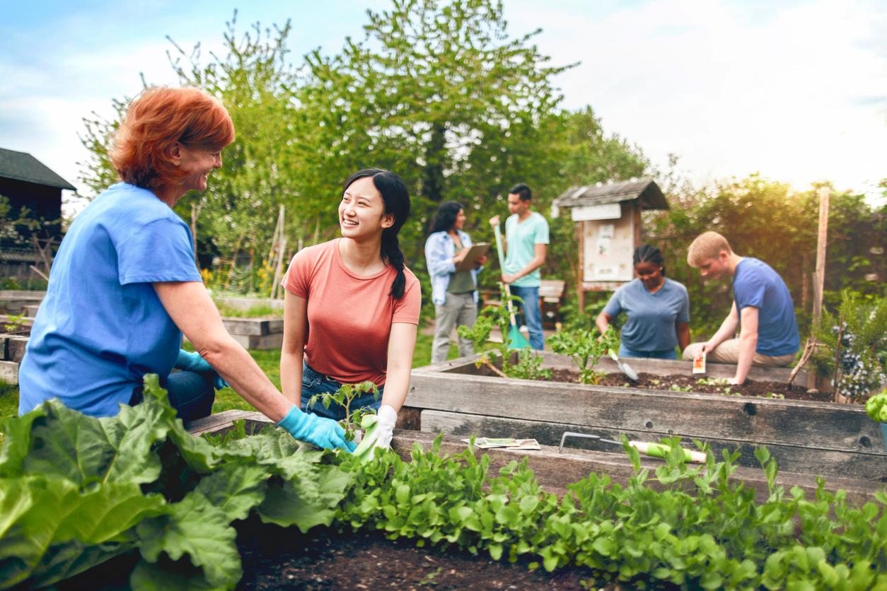 A group of multiethnic men and women work together while planting greenery in a community garden.