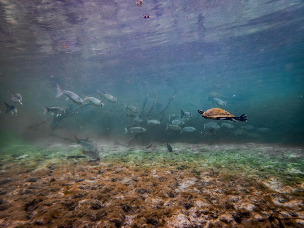 Fish and turtles swimming underwater