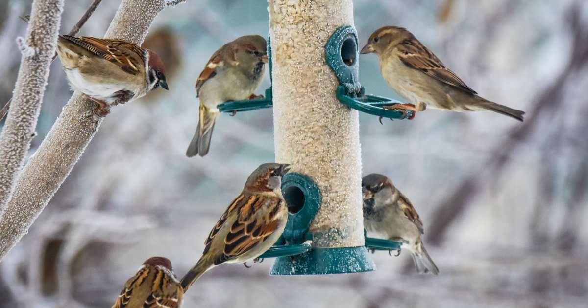 A flock of sparrows feeds on the seeds in a bird feeder during winter. (Representative Image Source: Getty Images | Ingunn B. Haslekaas)