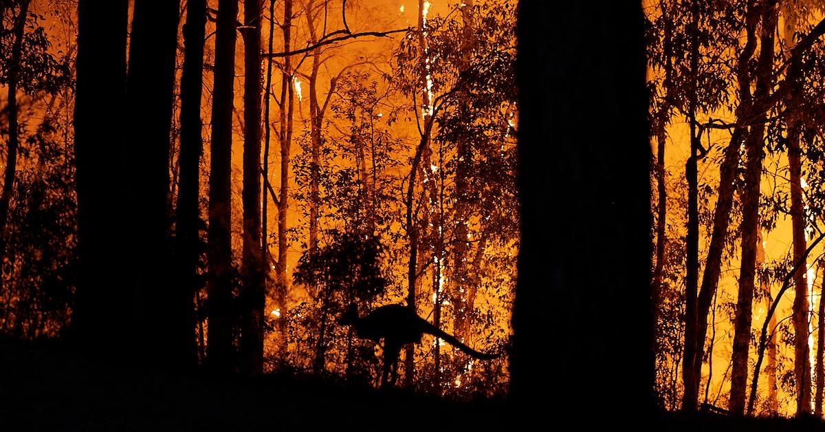 Kangaroo fleeing during bushfire