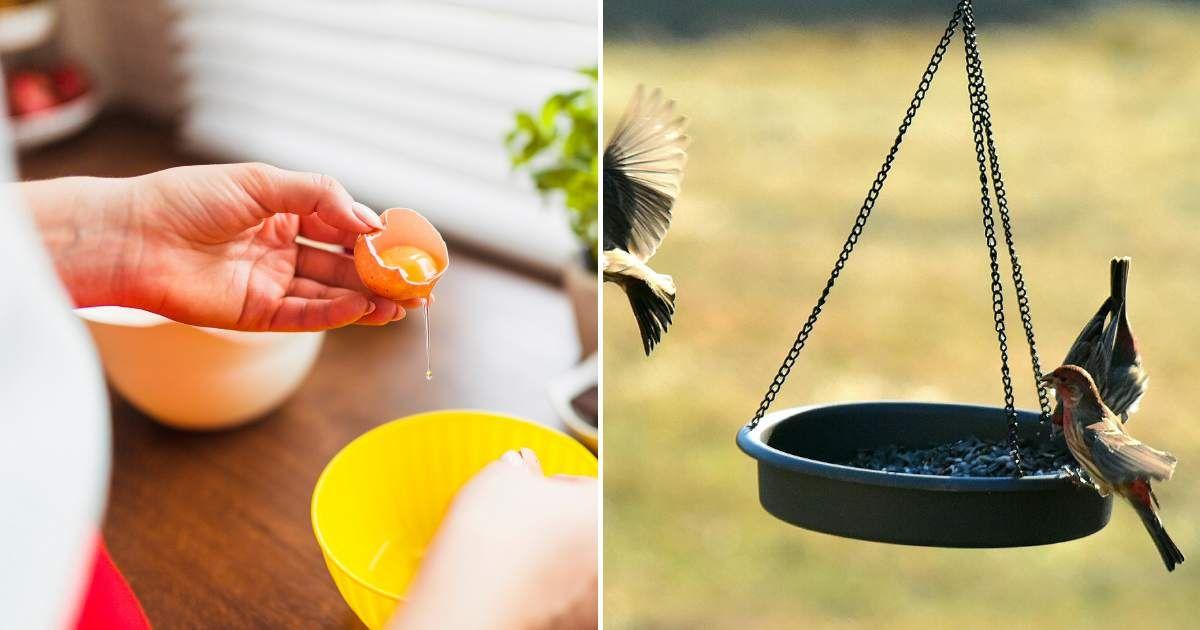 (L) A person breaking an egg into a bowl; (R) Bird perched on a feeder eating crushed food (Representative Cover Image Source: (L) Freepik, (R) Pexels | Jay Brand)