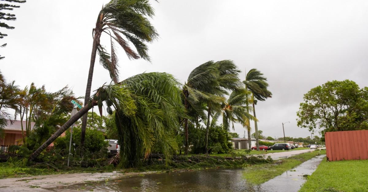 Downed palm trees surrounded a flooded residential street after massive storms blow through a community