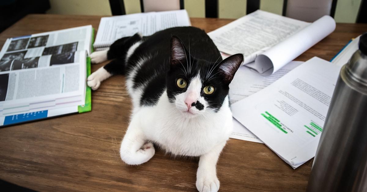 Photo of a black-and-white cat sitting papers atop a wooden table