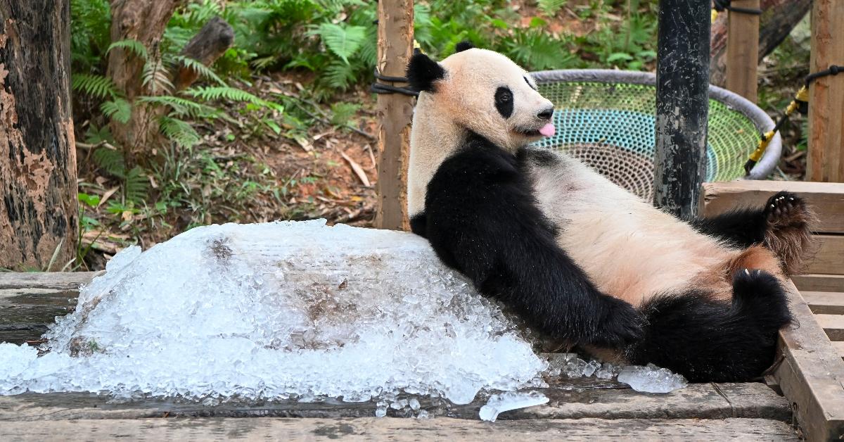 A panda chillaxing against a pile of ice. 