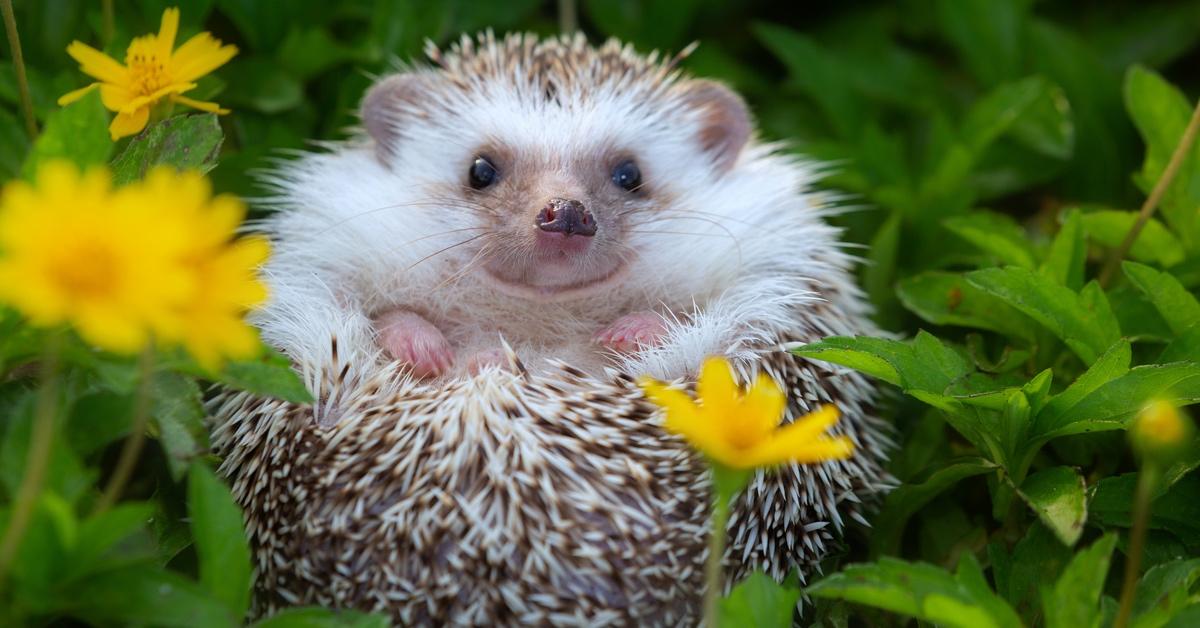 Small hedgehog in a field of grass and flowers. 