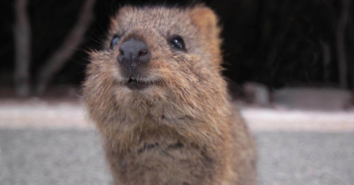 quokka health benefits