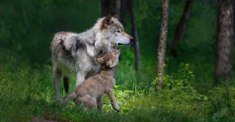 A gray wolf with its pup. (Representative Cover Image Source: Getty Images | Adria Photography)