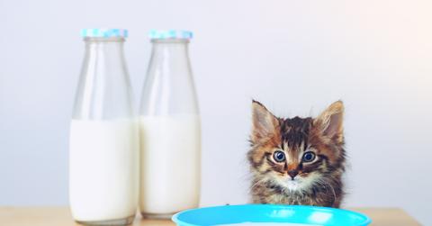 A kitten stands at a wood table in front of a blue bowl of milk and two containers of milk.