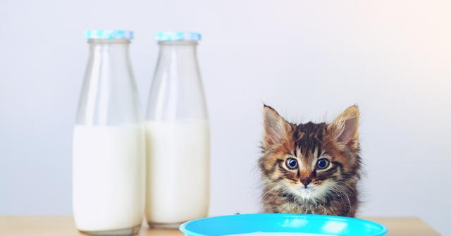 Curated visual reference: Gallery Detail: Can Cats Have Almond Milk Or Oat Milk The Answer