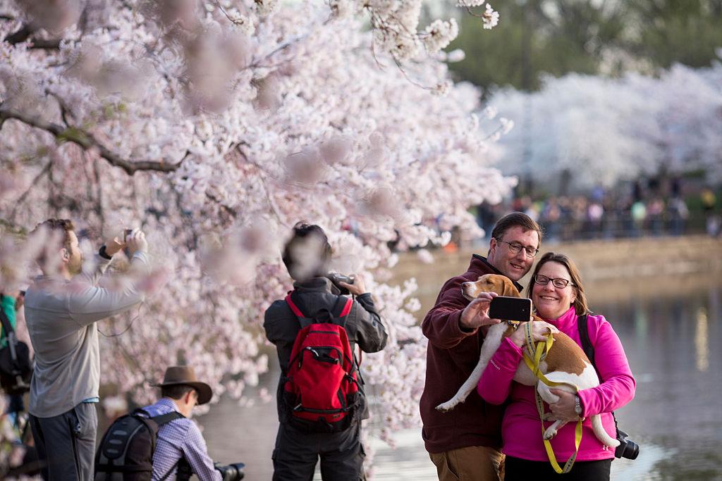 DC Cherry Blossoms