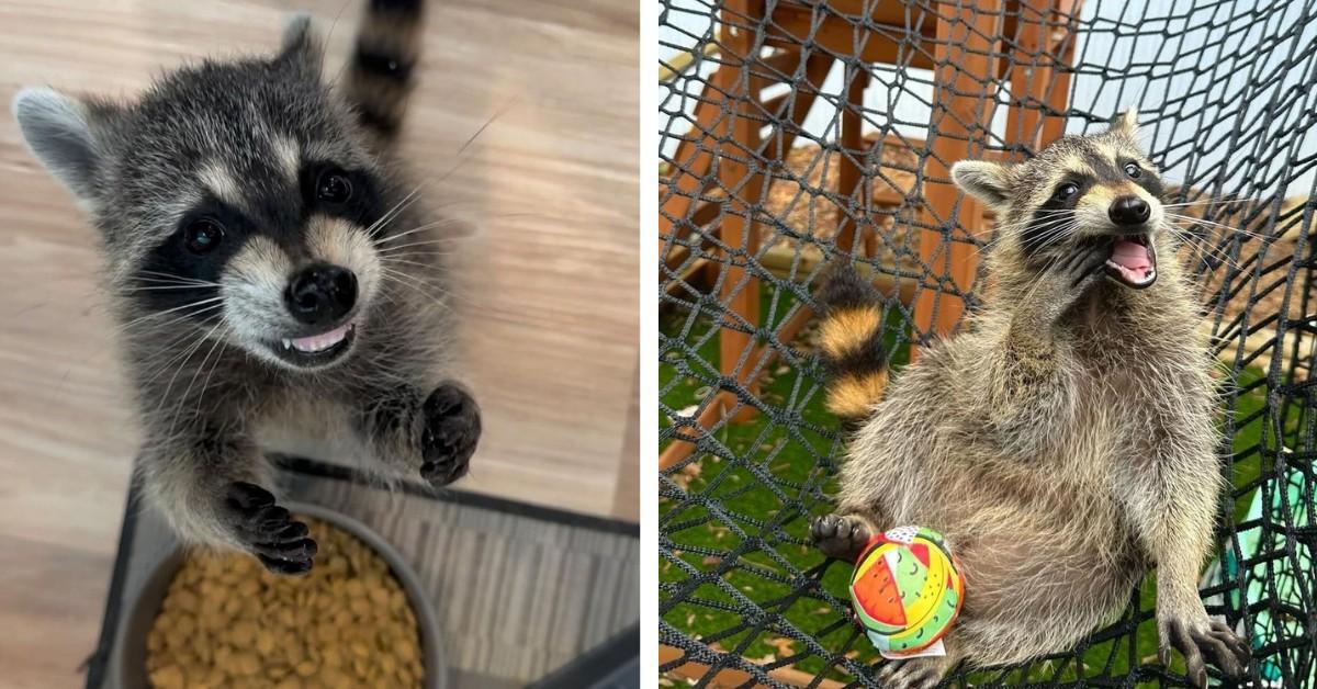 Louie the Raccoon poses for the camera by a bowl of food, and in another shot, with a ball in a soccer net.