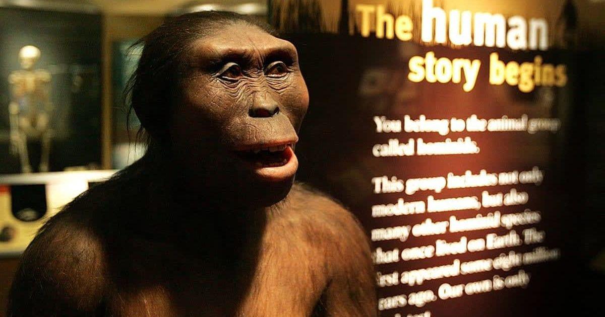 The face of "Lucy," an Australopithecus afarensis (Representative Cover Image Source: Getty Images | Tim Boyle)
