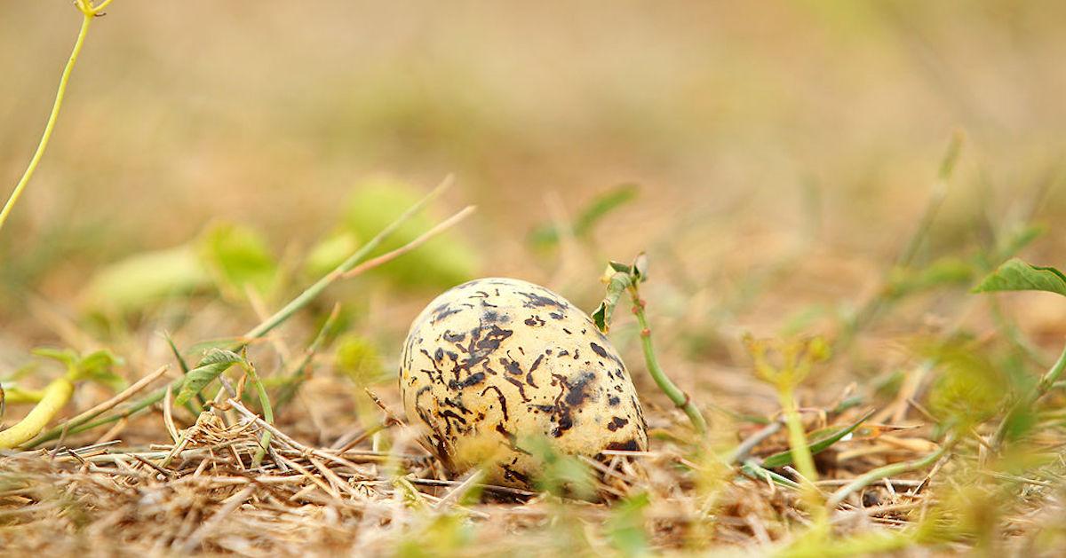 How Do Drones Affect the Environment? What You Should Know