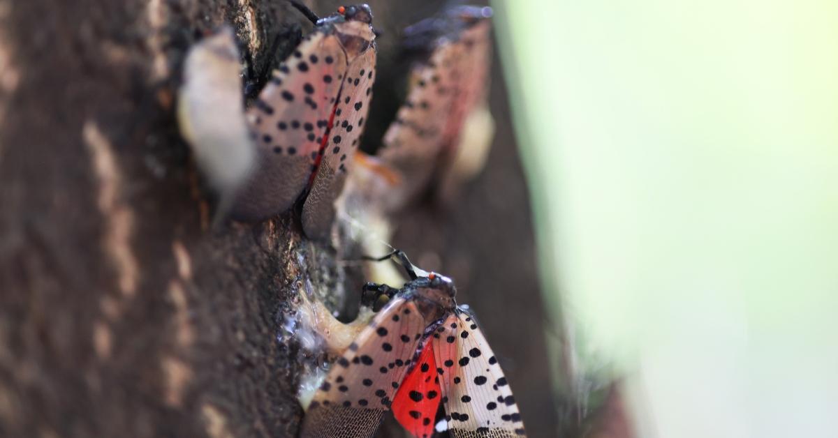 Three spotted lanternflies on a tree.