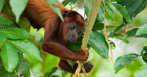 Howler Monkey