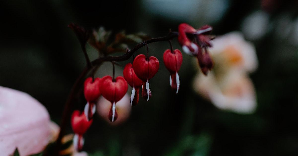 Bleeding heart flowers