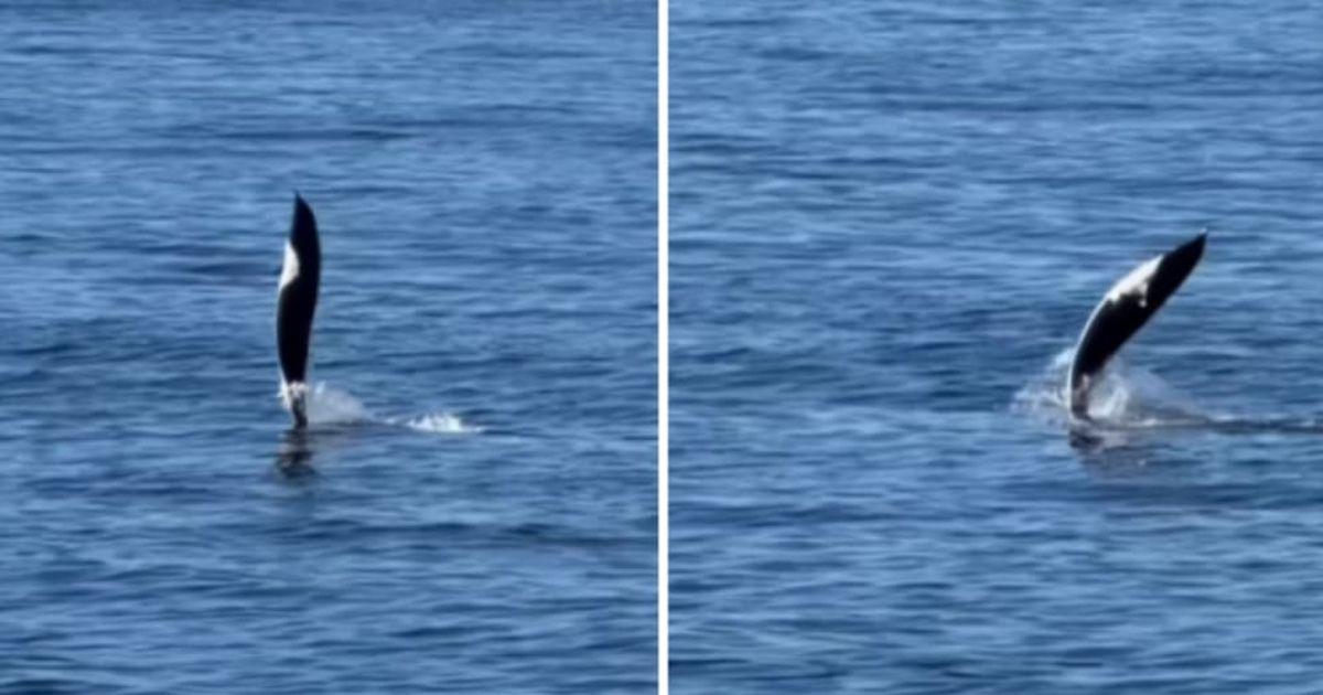 Dolphin moving through water using its tail. (Cover Image Source: Instagram | @monterey_bay_whale_watch)