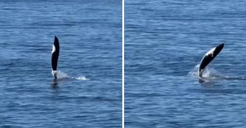 Dolphin moving through water using its tail. (Cover Image Source: Instagram | @monterey_bay_whale_watch)