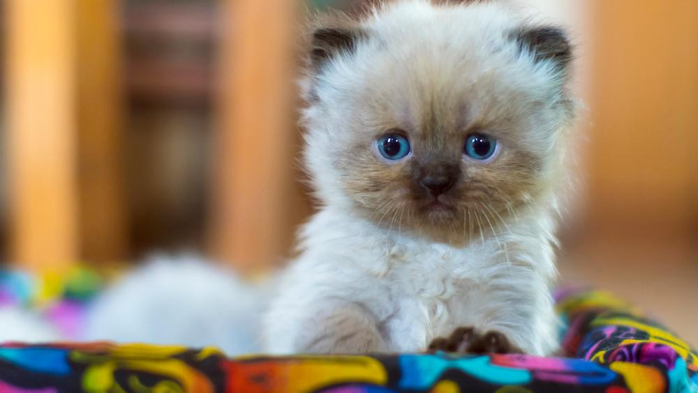 Why Do Cats Like Cardboard? The Reasons Are Fashinating