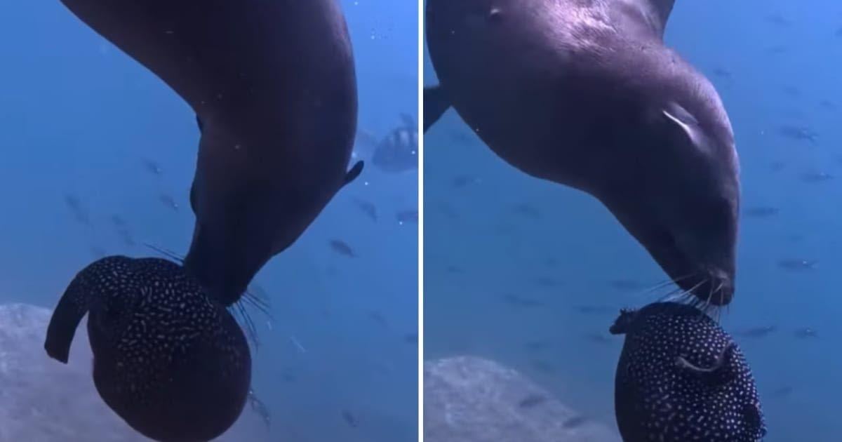 A sea lion attacks a pufferfish in an attempt to seek a fix of drug-like toxin (Cover Image Source: Instagram | @matthewunderwater and @oceansnation)