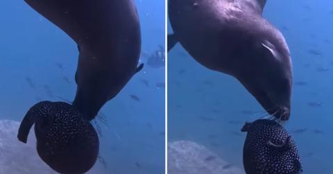 A sea lion attacks a pufferfish in an attempt to seek a fix of drug-like toxin (Cover Image Source: Instagram | @matthewunderwater and @oceansnation)