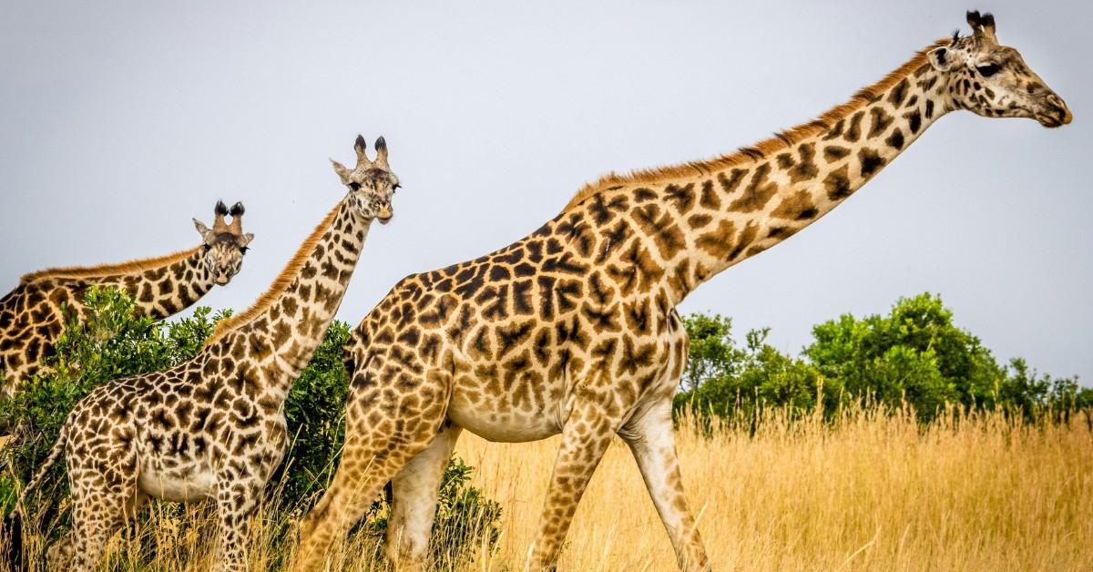 Closeup of giraffes moving through the tall grass