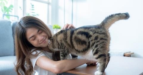 A smiling woman pets her cat with a raised tail while supporting the cat's body atop a table.