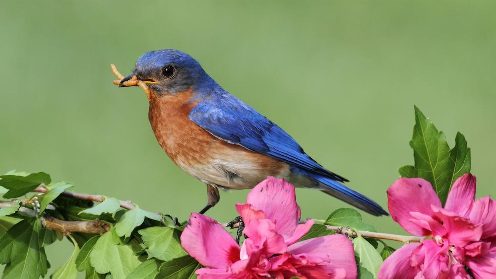 A bluebird perched on a branch with worms in their beak.