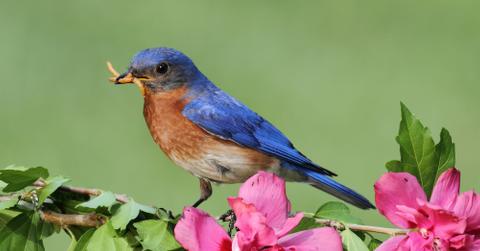 A bluebird perched on a branch with worms in their beak.