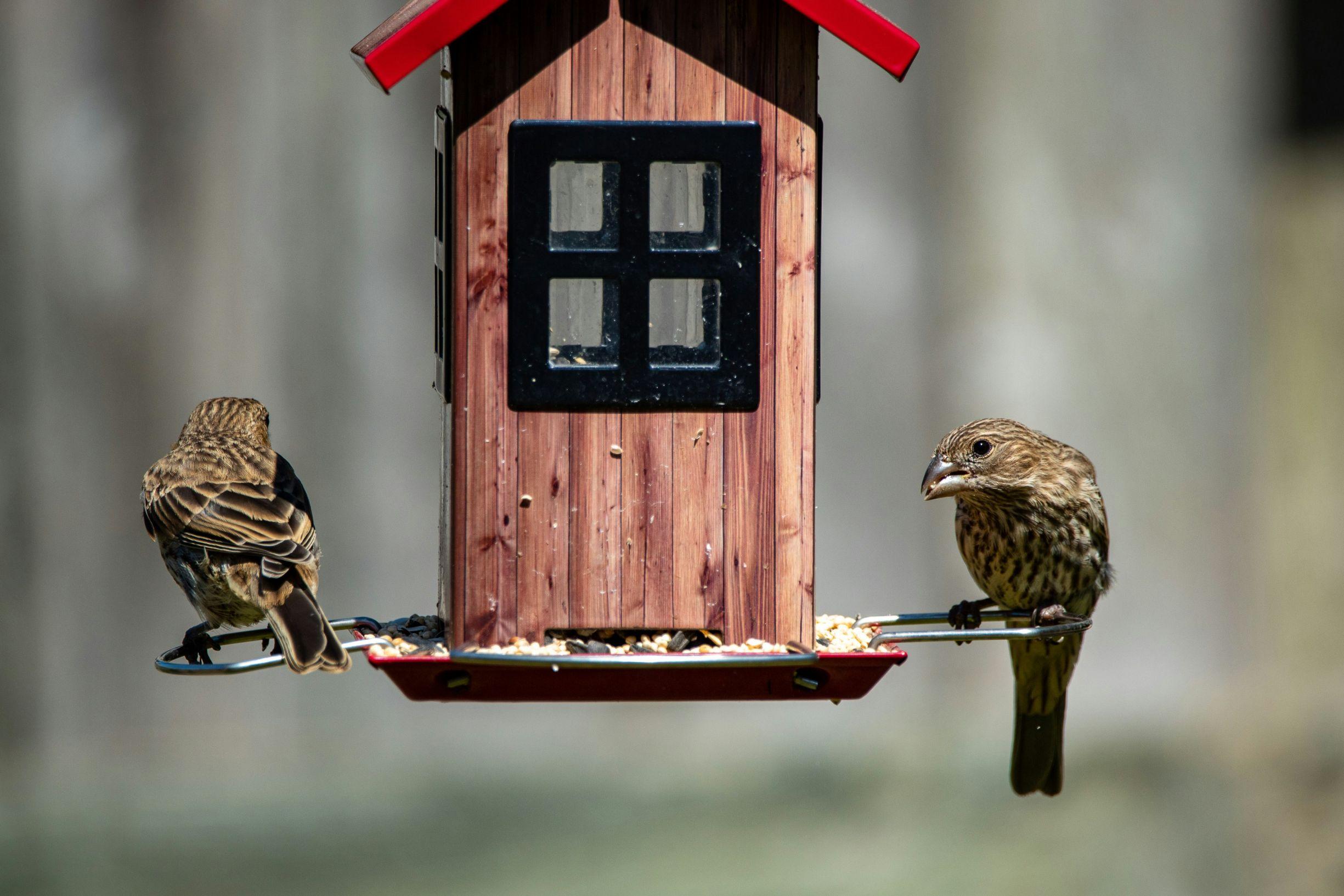 Two birds are perched on a bird feeder that looks like a red house with windows.