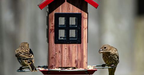 Two birds are perched on a bird feeder that looks like a red house with windows.