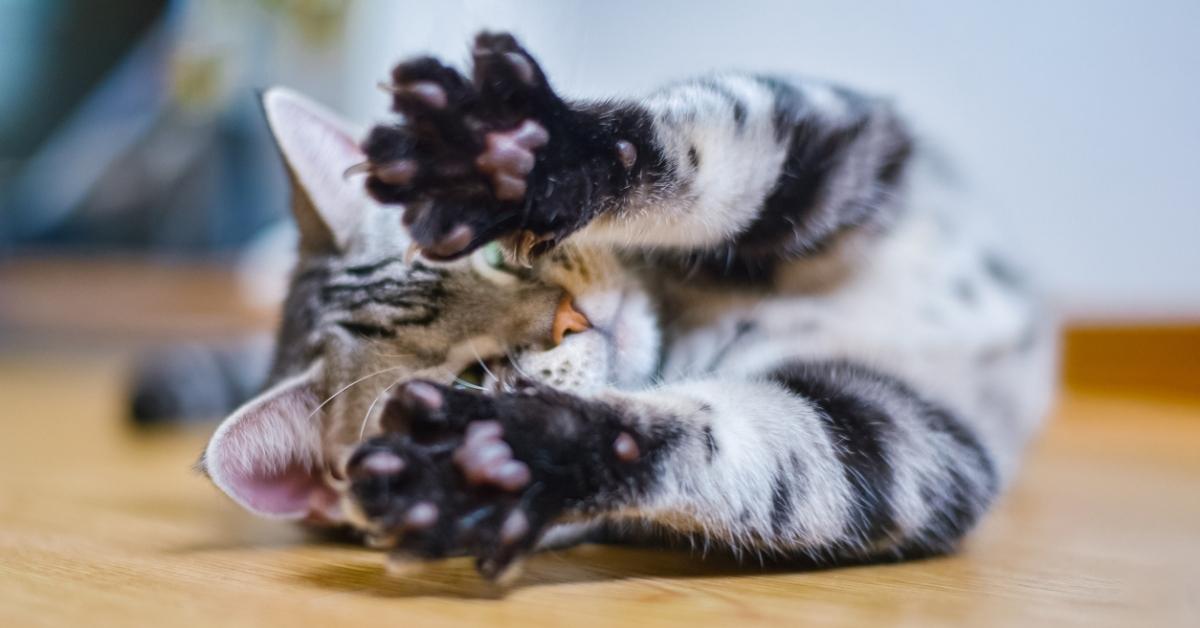 A cat stretching with his paws out. 