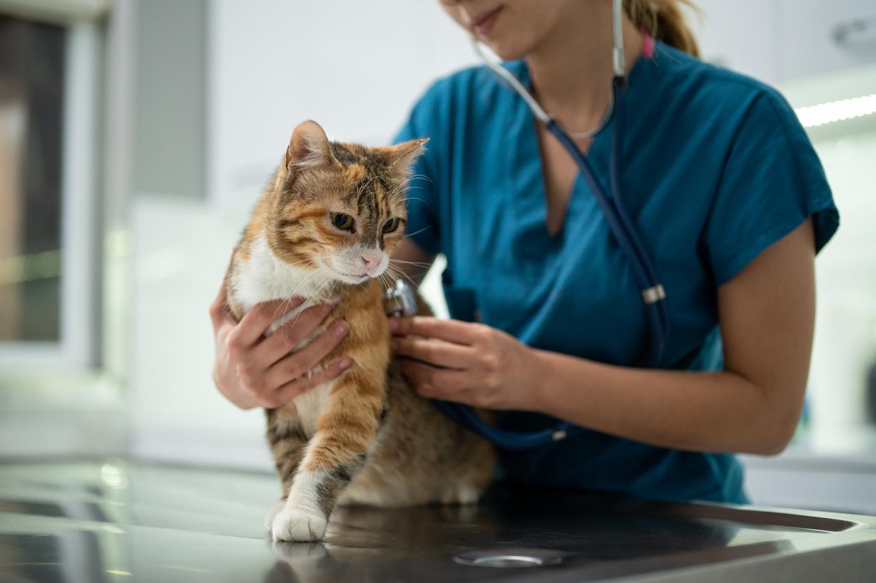 A female veterinarian in blue scrubs holds an orange cat and listens to its breathing with a stethoscope.