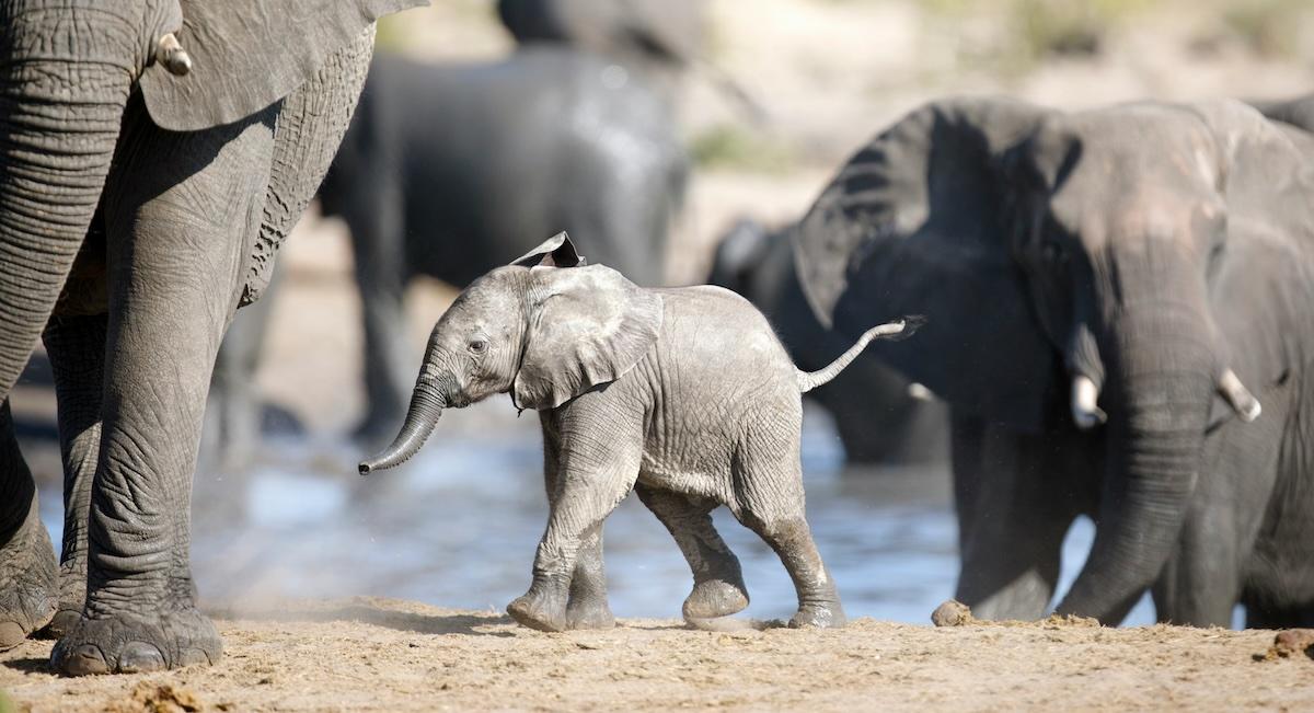 baby elephant