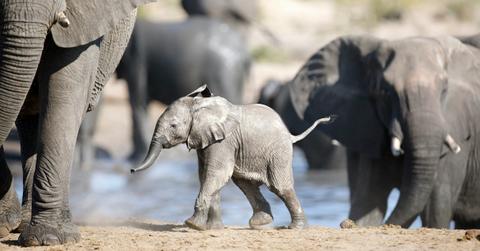 baby elephant